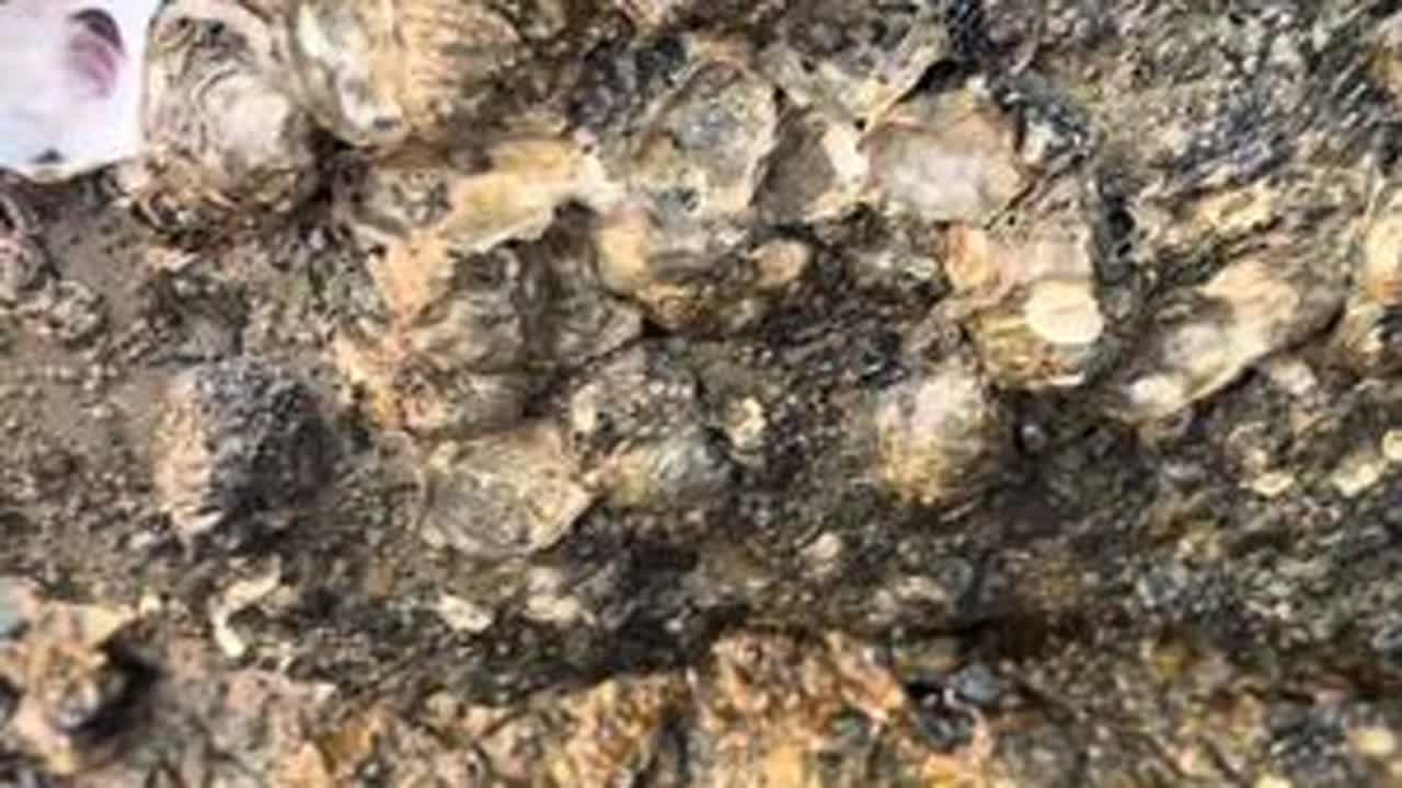 海边小海蛎子鲜甜鲜甜，吃饱回家。#赶海 #海蛎子 #赶海生活