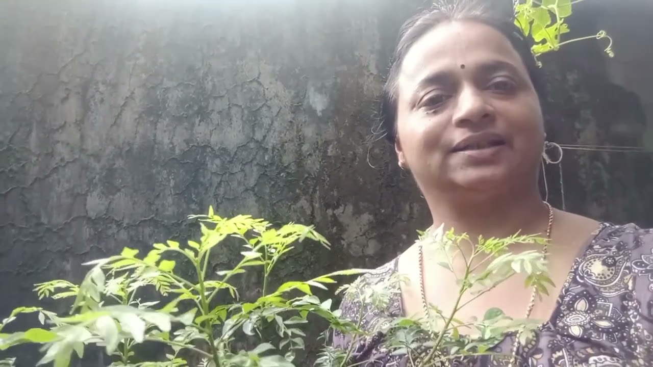 കറിവേപ്പ്‌ കാട് പോലെ വളർത്തിയെടുക്കാം