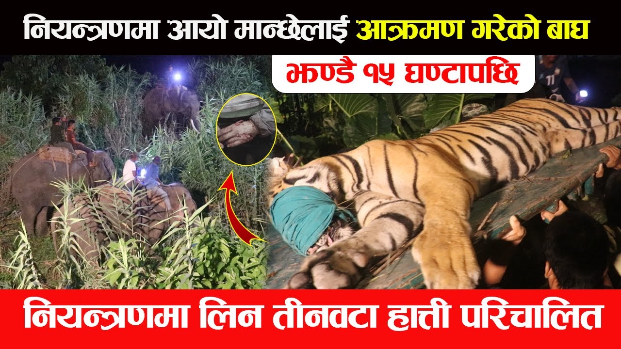 झण्डै १५ घण्टापछि नियन्त्रणमा आयो मान्छेलाई आक्रमण गरेको बाघ,नियन्त्रणमा लिन तीनवटा हात्ती परिचालित