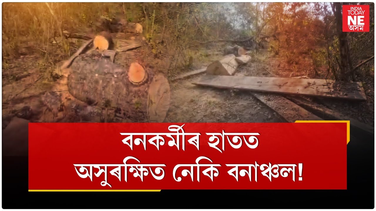 বনকৰ্মীৰ হাতত অসুৰক্ষিত নেকি বনাঞ্চল!//Assam Forest// Chirang