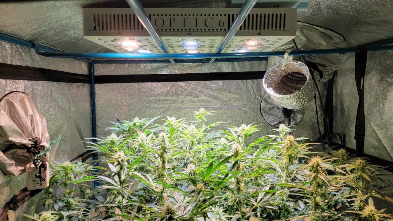 Week 3 of flower done ✔️ fed some kashi and craft blend so far so good 🤞light getting danger close
