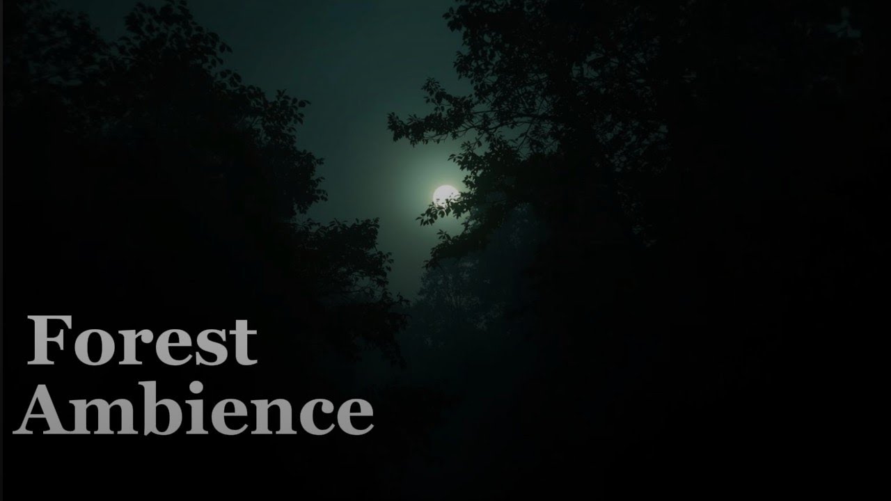 Night Forest Ambience 🌲 Crickets & Gentle Wind for Deep Sleep (No Rain, No Music)