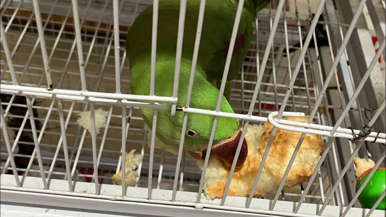 Parrots eating Bread  