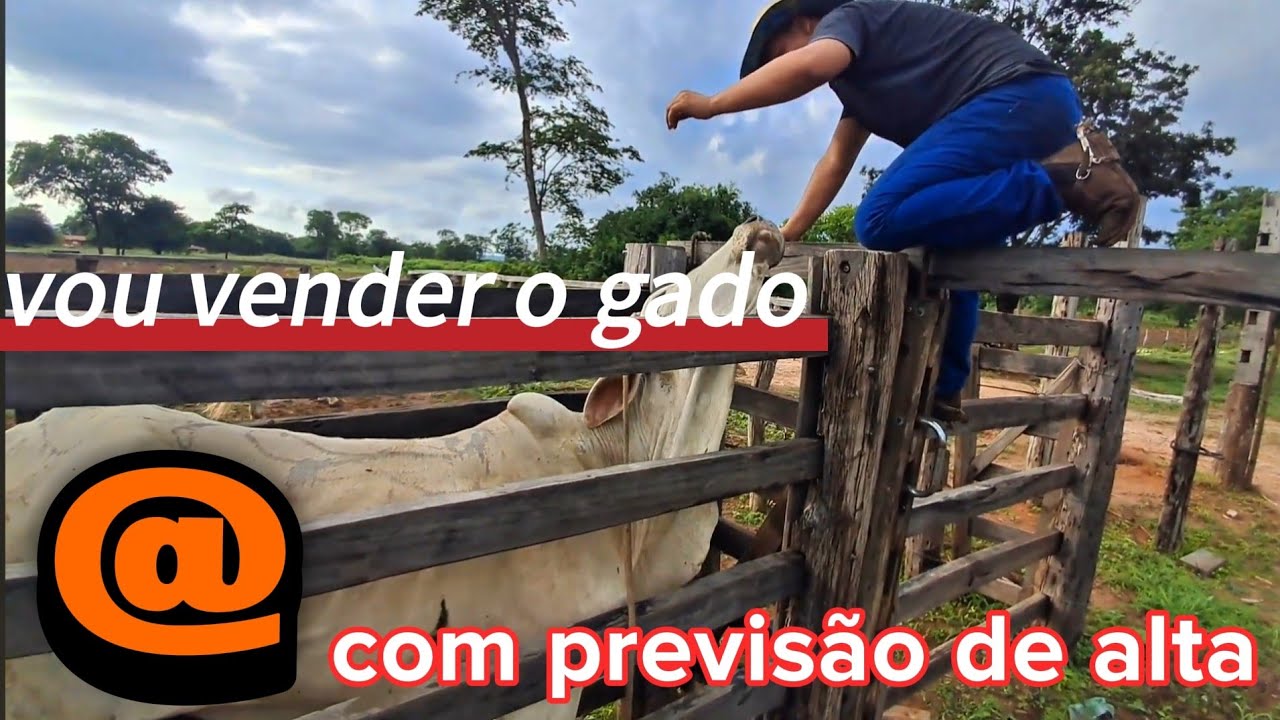 Preço da @ de carne com previsão de alta