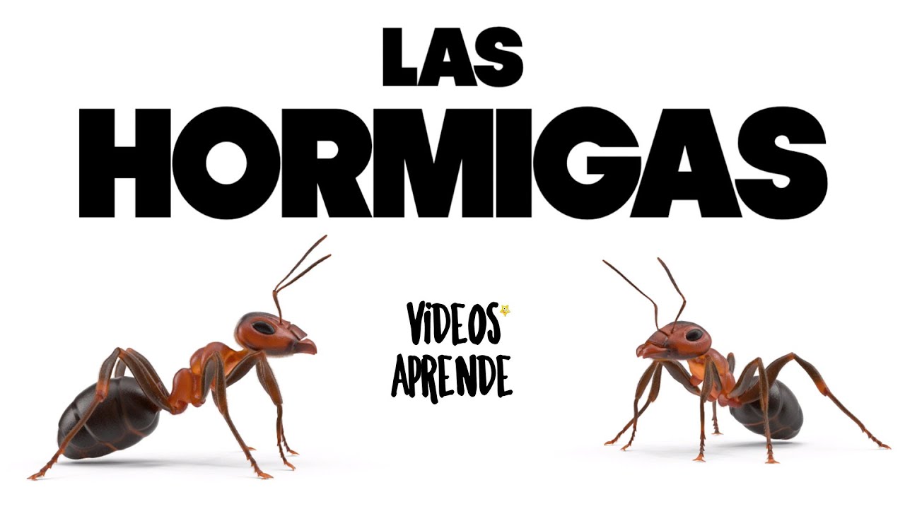 Conoce a las Hormigas - Videos Aprende