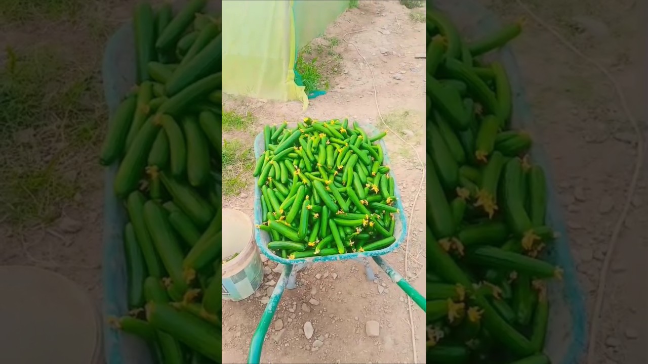 Hard Work in Farming | Fresh Cucumber Cutting Vlog 2025