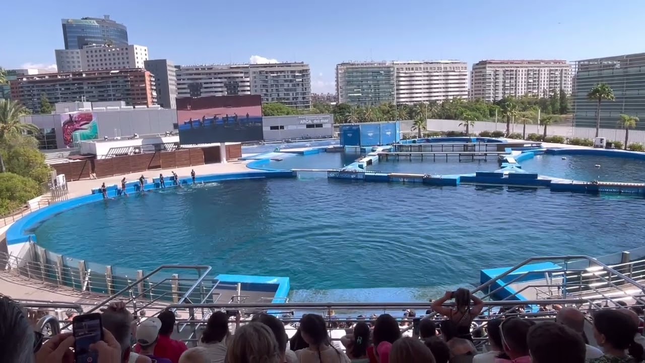 The Dolphin Show at Oceanografic Valencia July 2025 #oceanografic #dolphinshow #travel 
