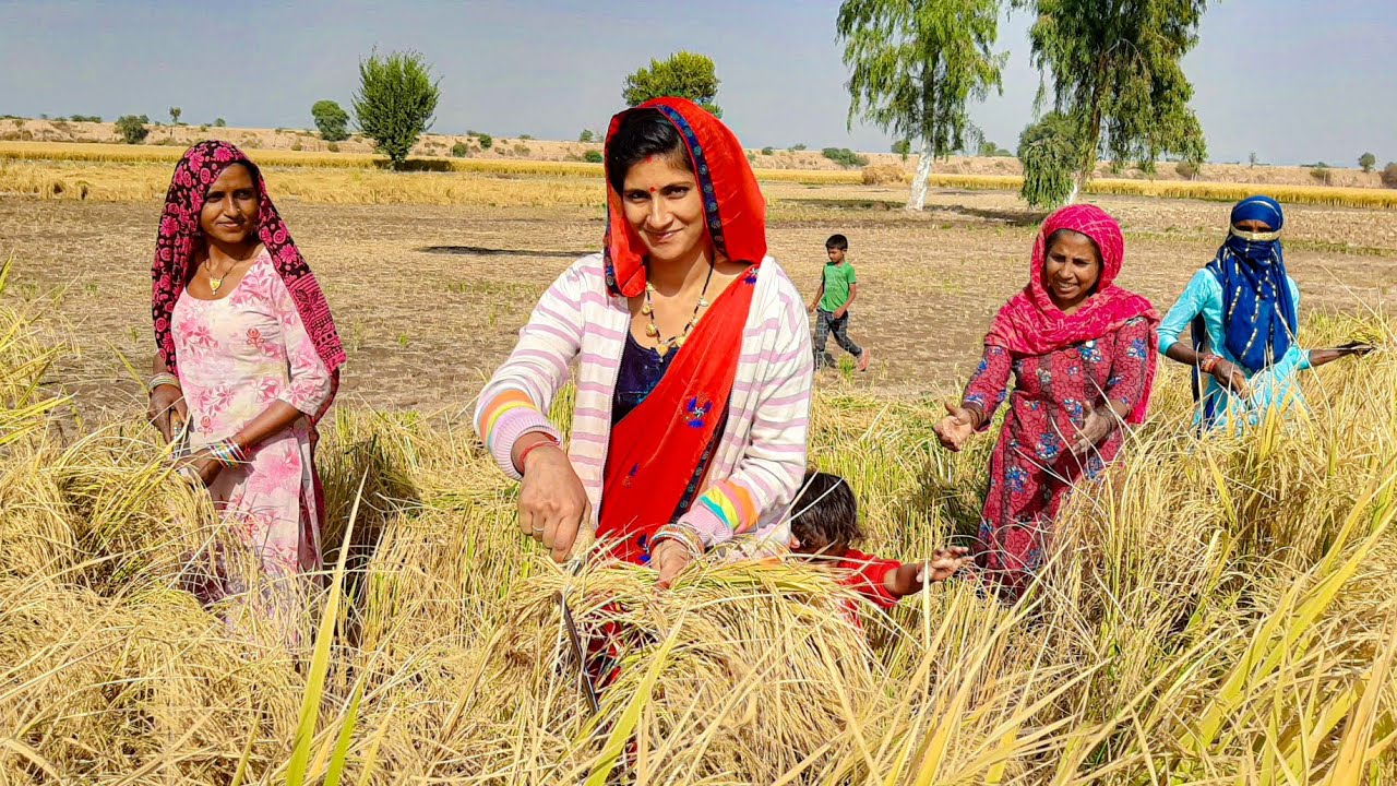 [506] चावल काटके क्यों जलाते है🔥 पराळी ? - Shubh Journey | Rajasthan Hanumangarh | Working Women