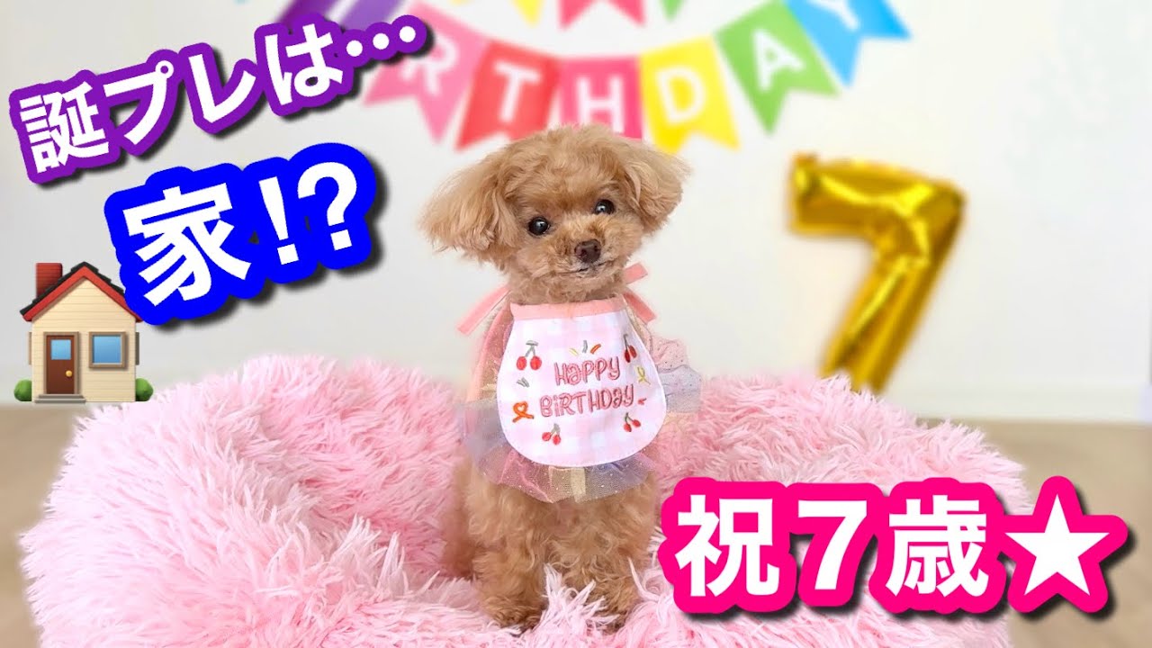 【祝7歳】誕生日にマンション購入！？新居も公開！【トイプードルのコロン】