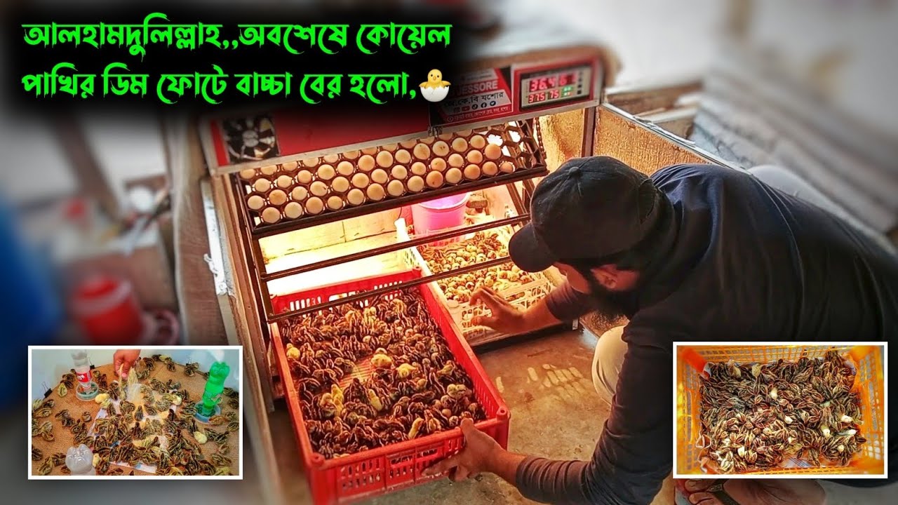 আলহামদুলিল্লাহ,,অবশেষে কেয়েল পাখির ডিম ফোটে বাচ্চা বের হলো,🐣