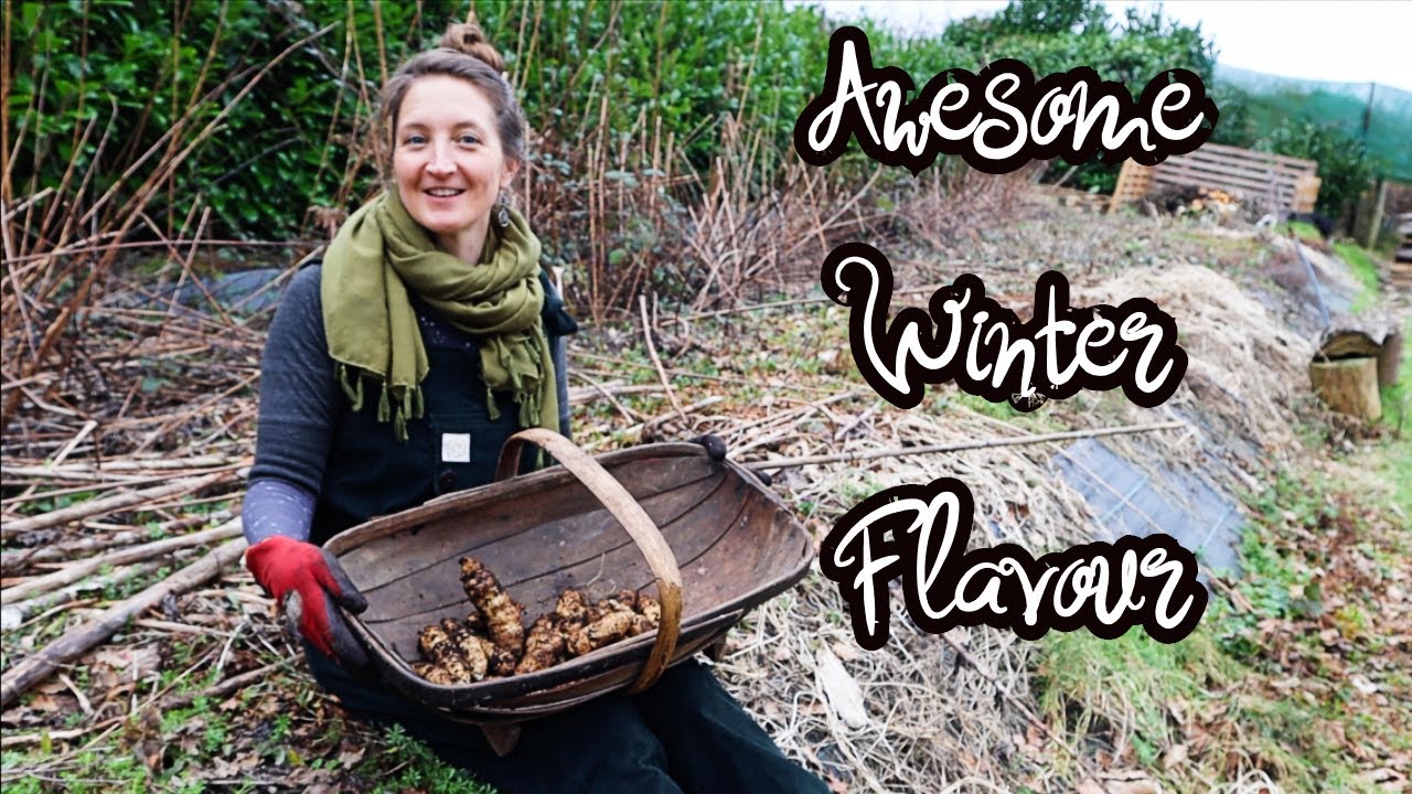 Why we LOVE Jerusalem Artichokes | A Perennial Vegetable
