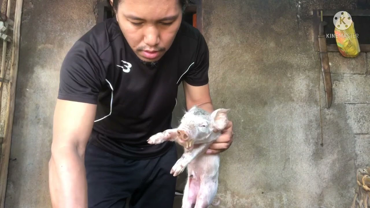 Rayuma ng biik or Navel Joint ill paano nga ba gagamutin? Subok at sigurado part1