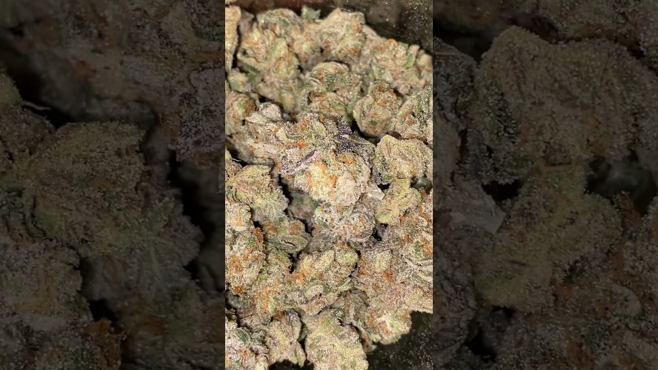 ENvY GENETICS xSOHO COLLAB BIG TERPS IN NYC