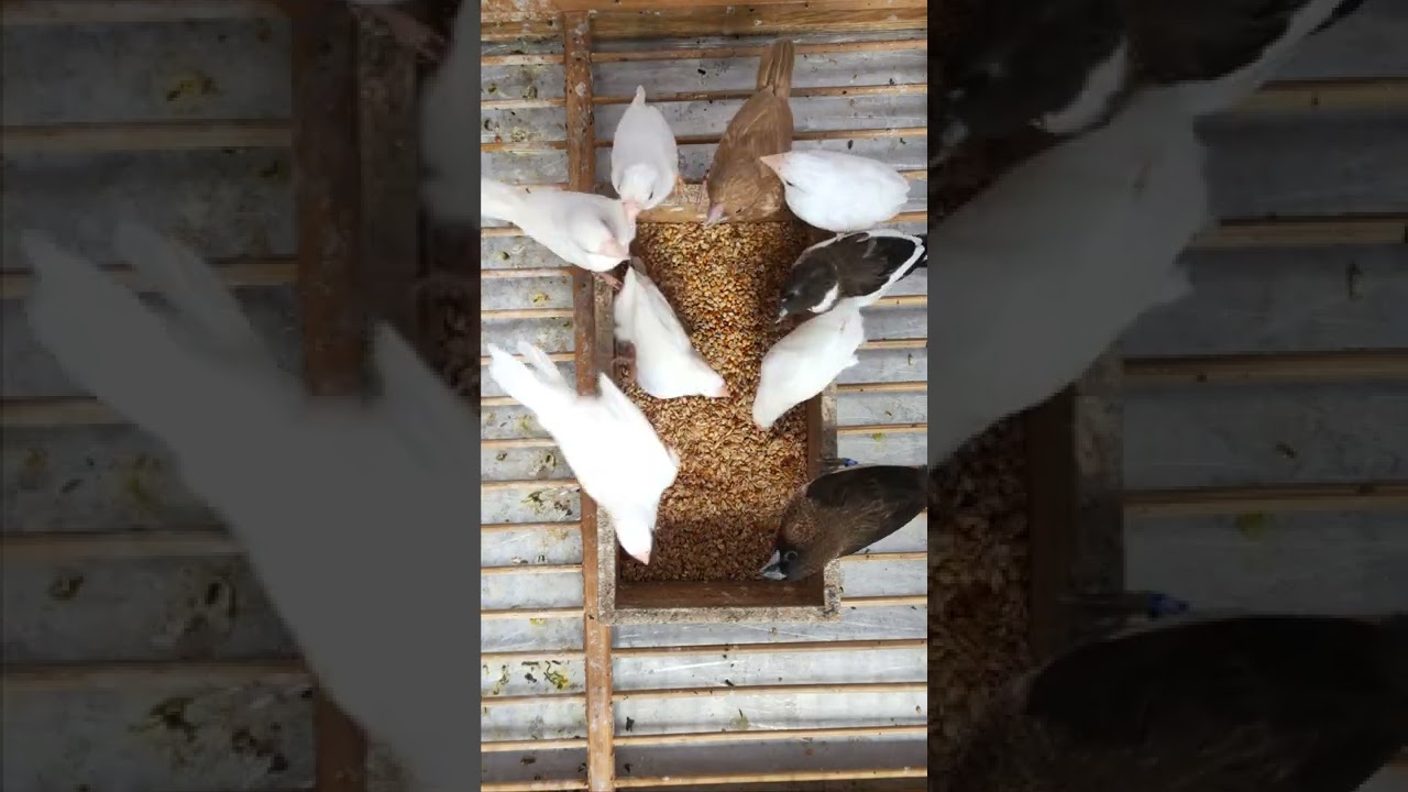 Emje ( emprit jepang ) society finch dari alvesia farm