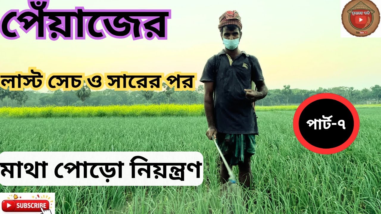 পেয়াজের লাস্ট সেচ ও সারের পর মাথা পোড়ো নিয়ন্ত্রণ ।