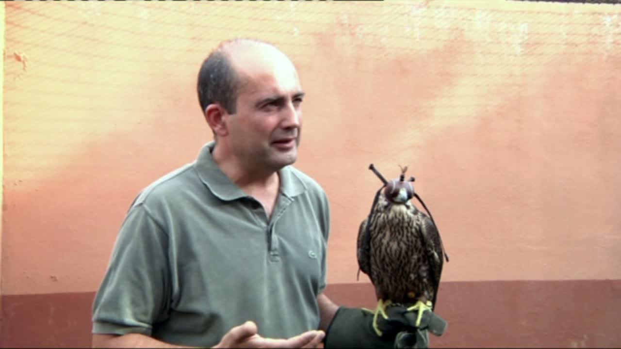 Enseñar adiestrar a aves salvajes para la caza