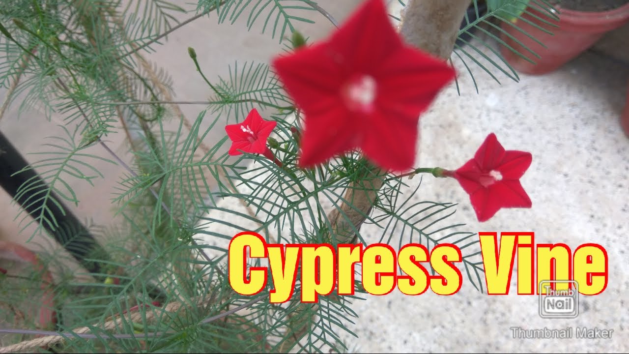 How to grow Cypress Vine / Hummingbird on trallis with time lapse
