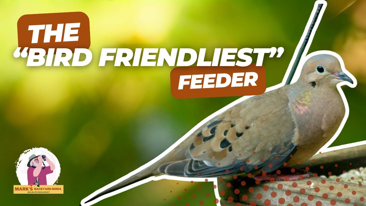 Open Tray Bird Feeders: Are They Right for Your Backyard?