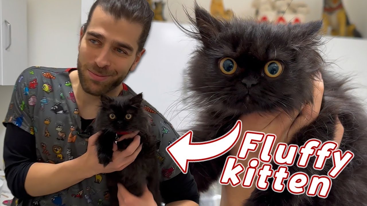 Этот пушистый котенок ТАКОЙ МИЛЫЙ! 😍