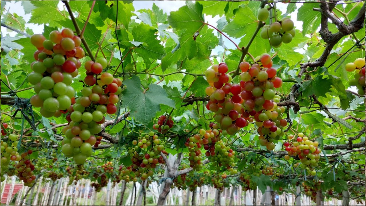 Paano Magtanim ng Grapes | Complete Guide from Seedlings to Harvest