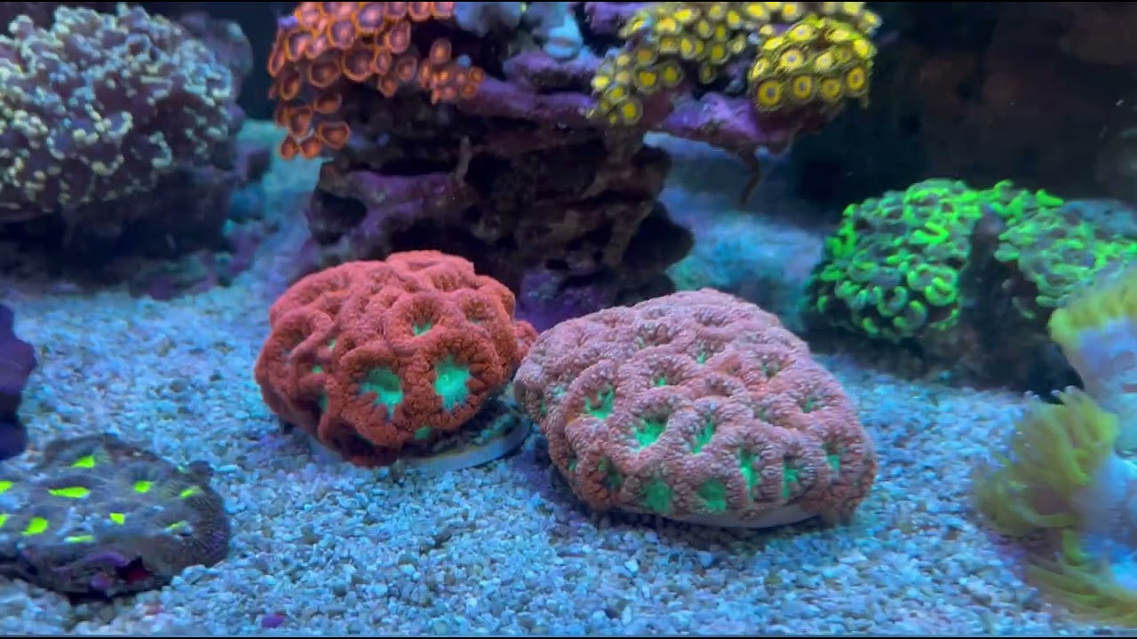 Cade 900 Reef Tank 22 month update