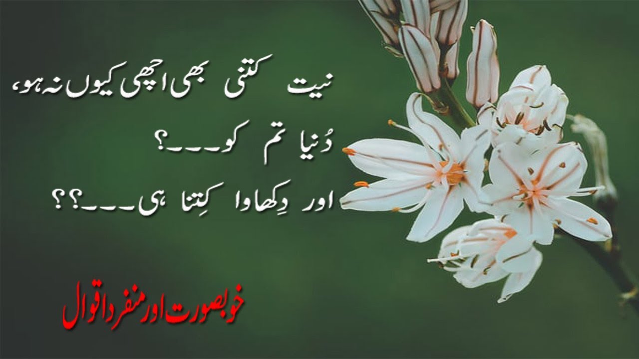 Precious Urdu Quotes Collection About life|Best urdu quotes|Suno Sunao Wisdom Quotes