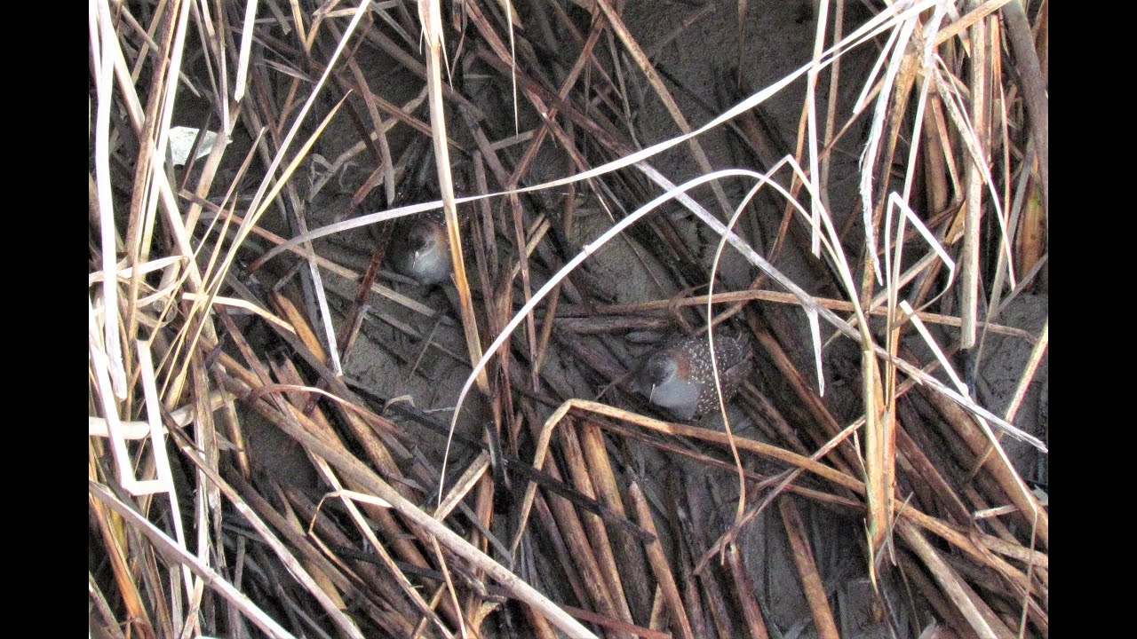 California Black Rail Observation. Alviso Marina Marsh, CA. August 27, 2015