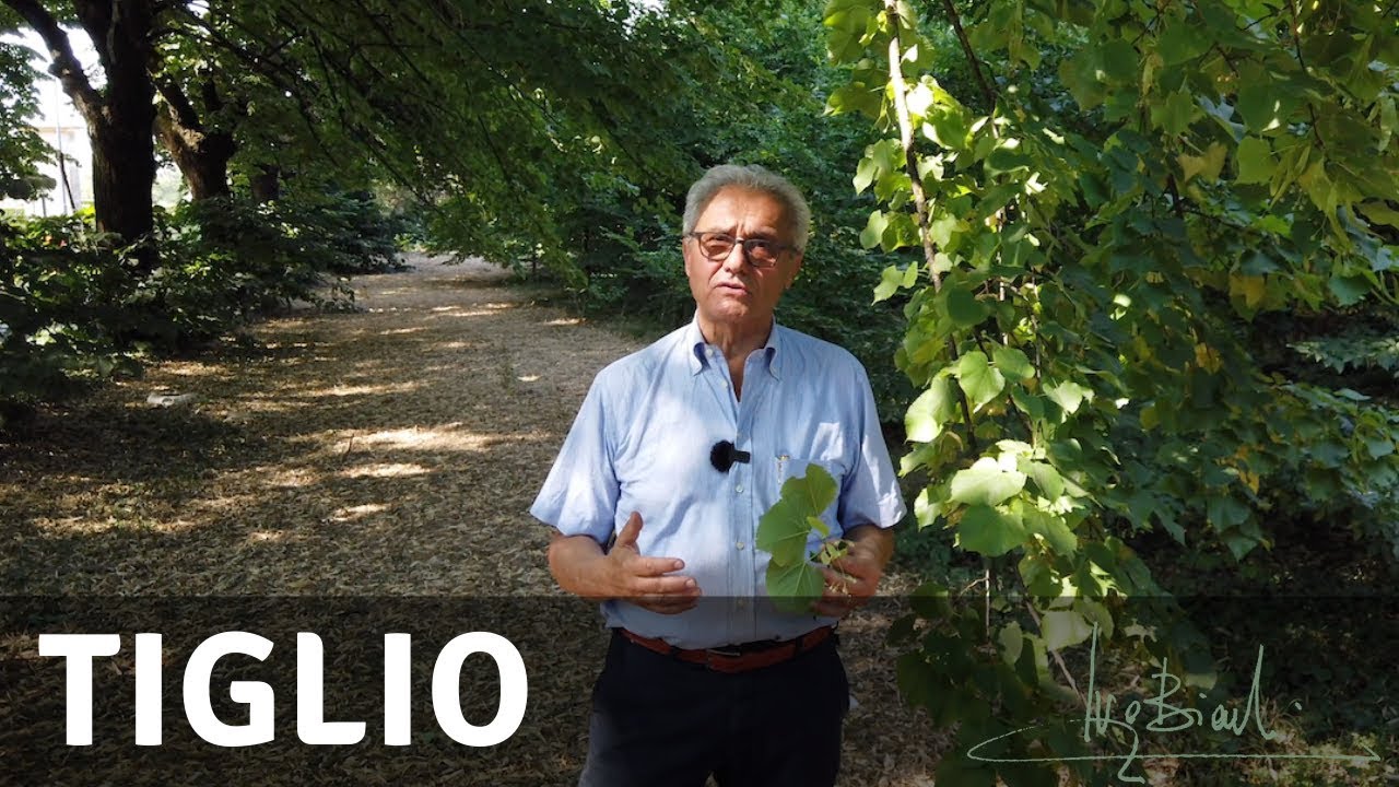 Il Tiglio, la pianta per la serenità dell’anziano e del bambino