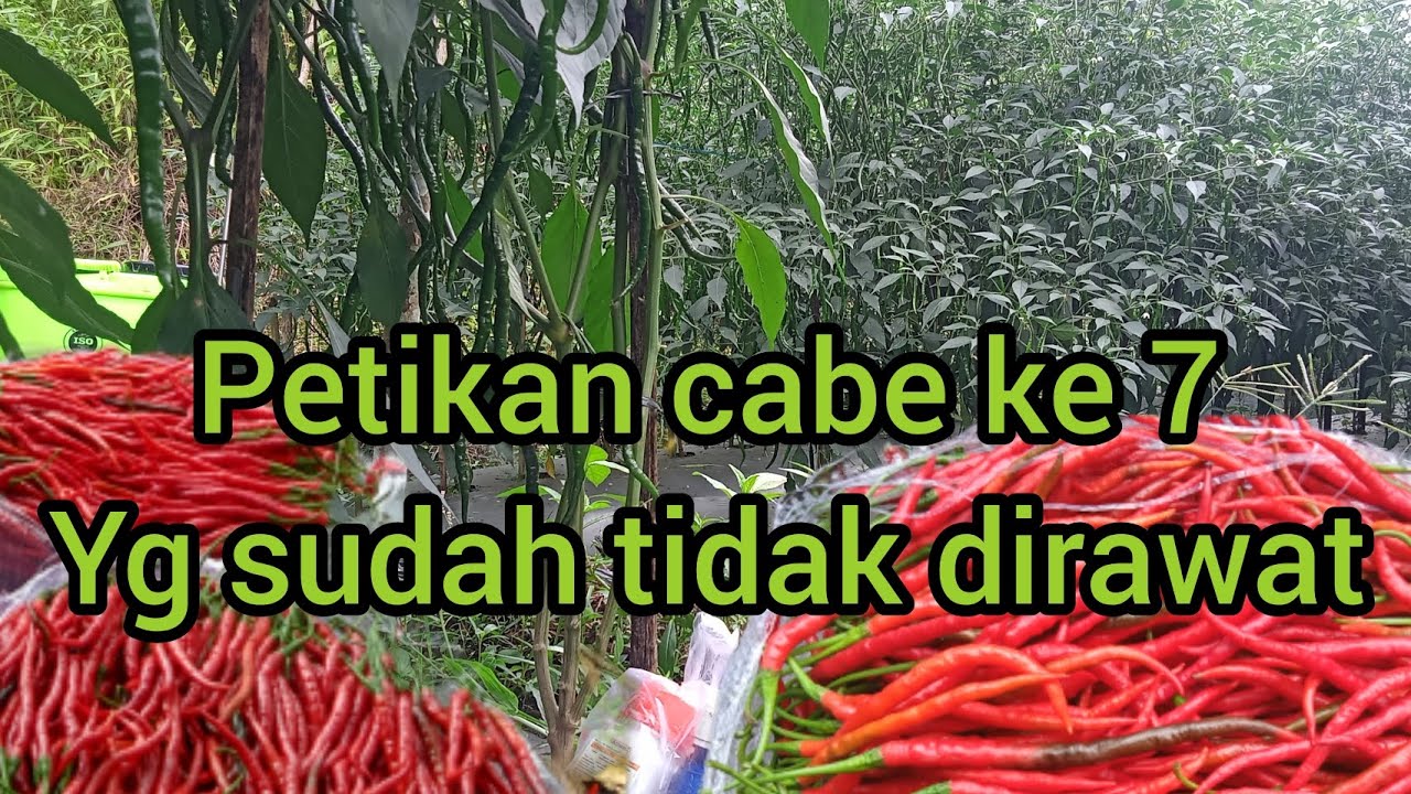 PERAWATAN CABE DI HENTIKAN TAPI PANEN MASIH LANJUT