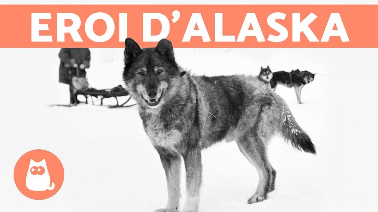 La VERA STORIA di BALTO e TOGO 🐺❄️ Scoprila!