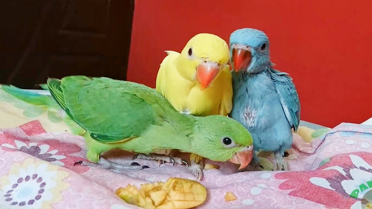 Super Cute Baby Parrots Compilation