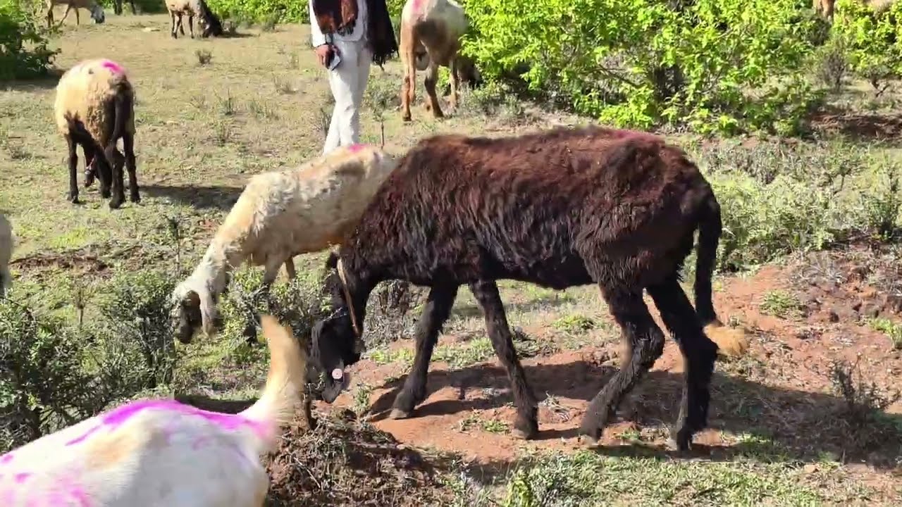 यह भेड़ बीकाऊ है कम रेट में 🦙marwadi bhed 2026 || राजस्थानी भेड़ || Rajasthani sheep