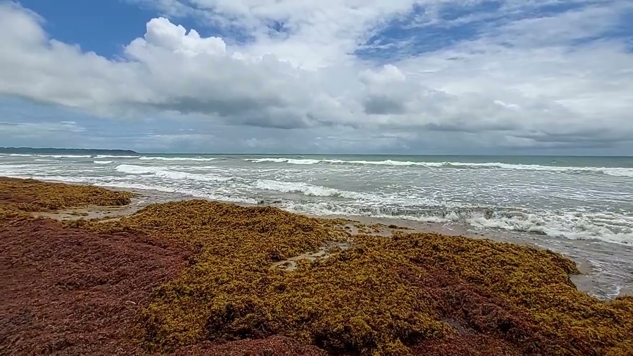 Tons of seaweed, Manzanilla, Trinidad 🇹🇹