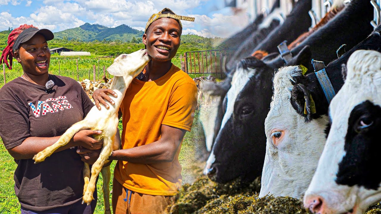 How She Left her Job to become a Full Time Cattle Farmer in Zimbabwe Africa