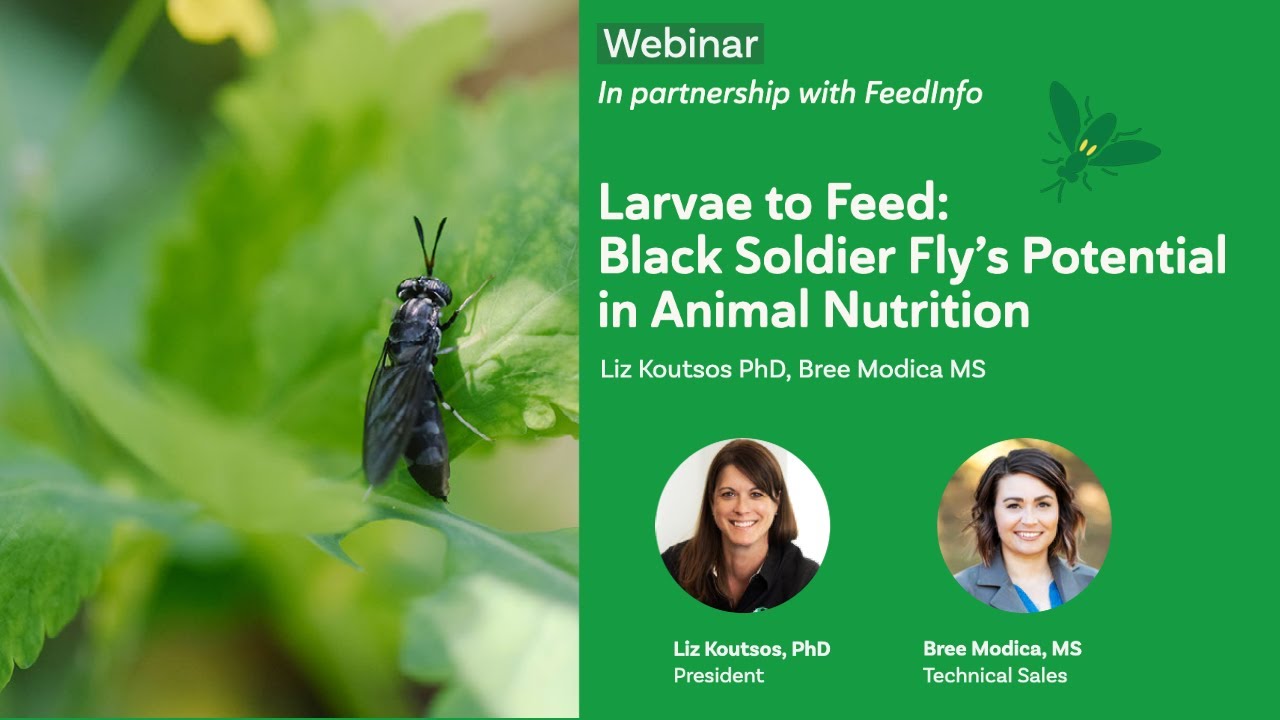 FeedInfo Perspectives: Larvae to Feed: Black Soldier Fly's Potential in Animal Nutrition.