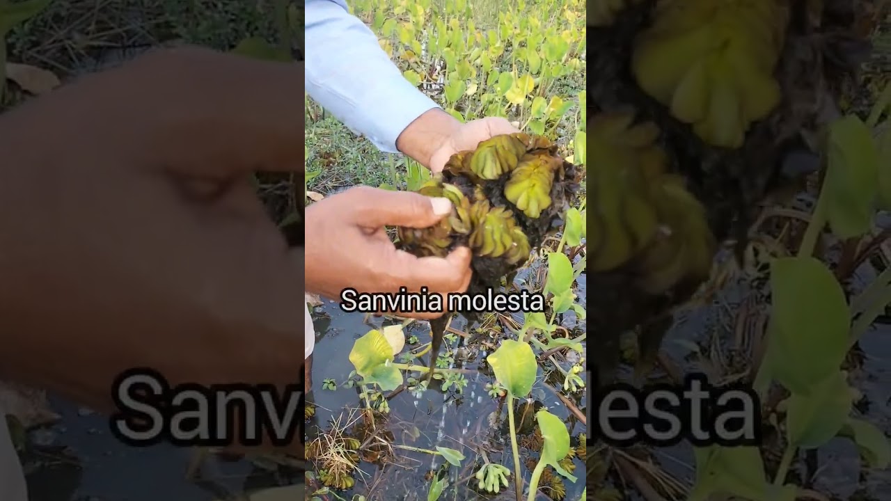 জলজ আগাছা কিভাবে চেনা যায়?
