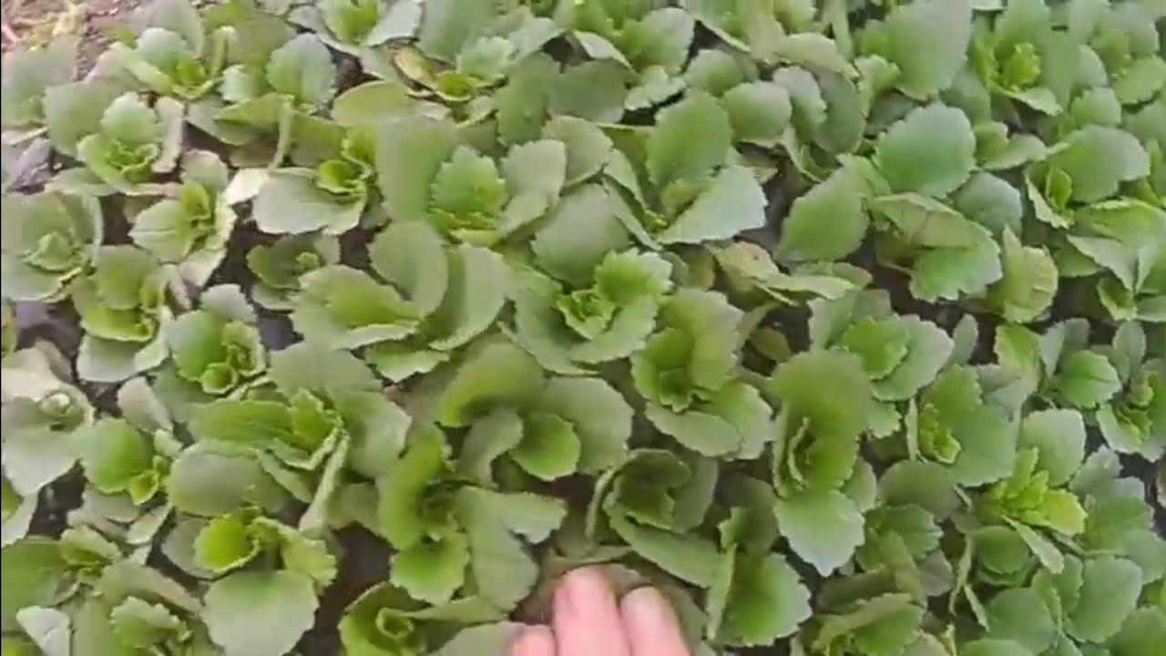 アスター苗定植。2022.03.29みっちゃんの花と野菜の家庭菜園