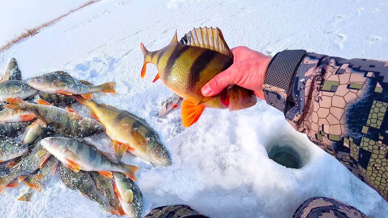 НАРВАЛИСЬ НА ГОРБАЧЕЙ на мелях! 20 см воды и ТАКИЕ КОНИ! Рыбалка удалась!