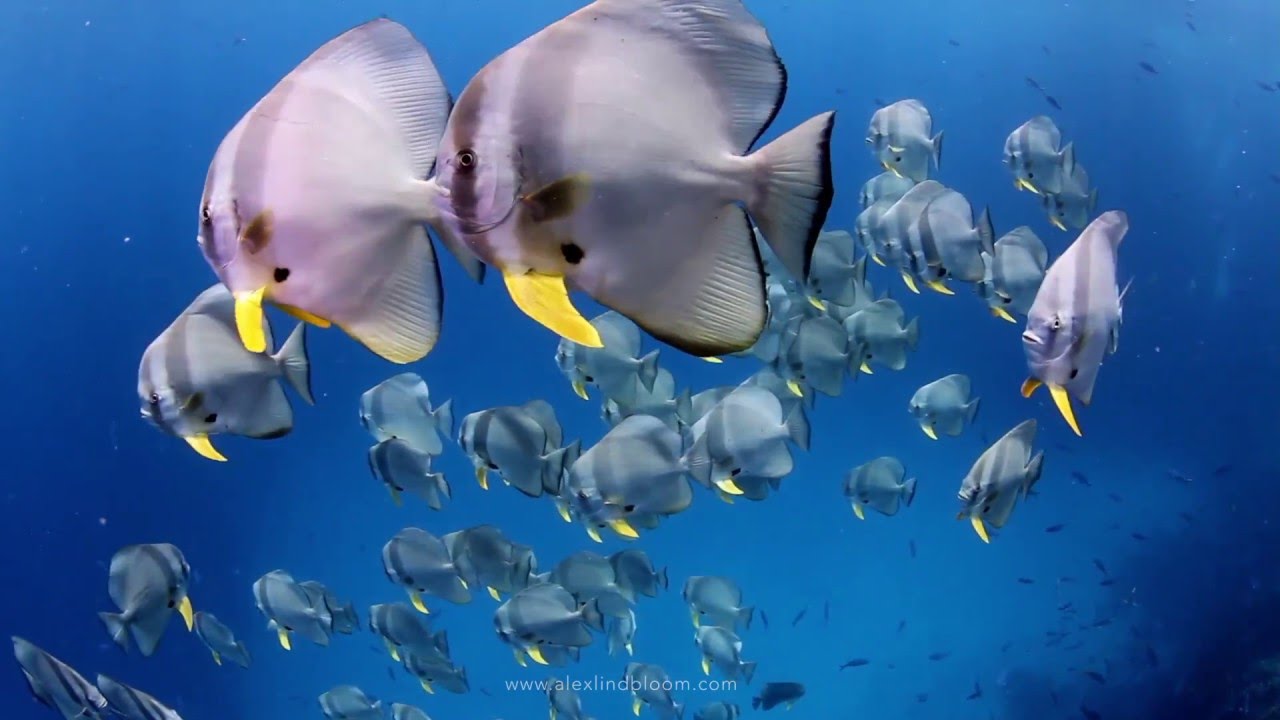 Raja Ampat 2016