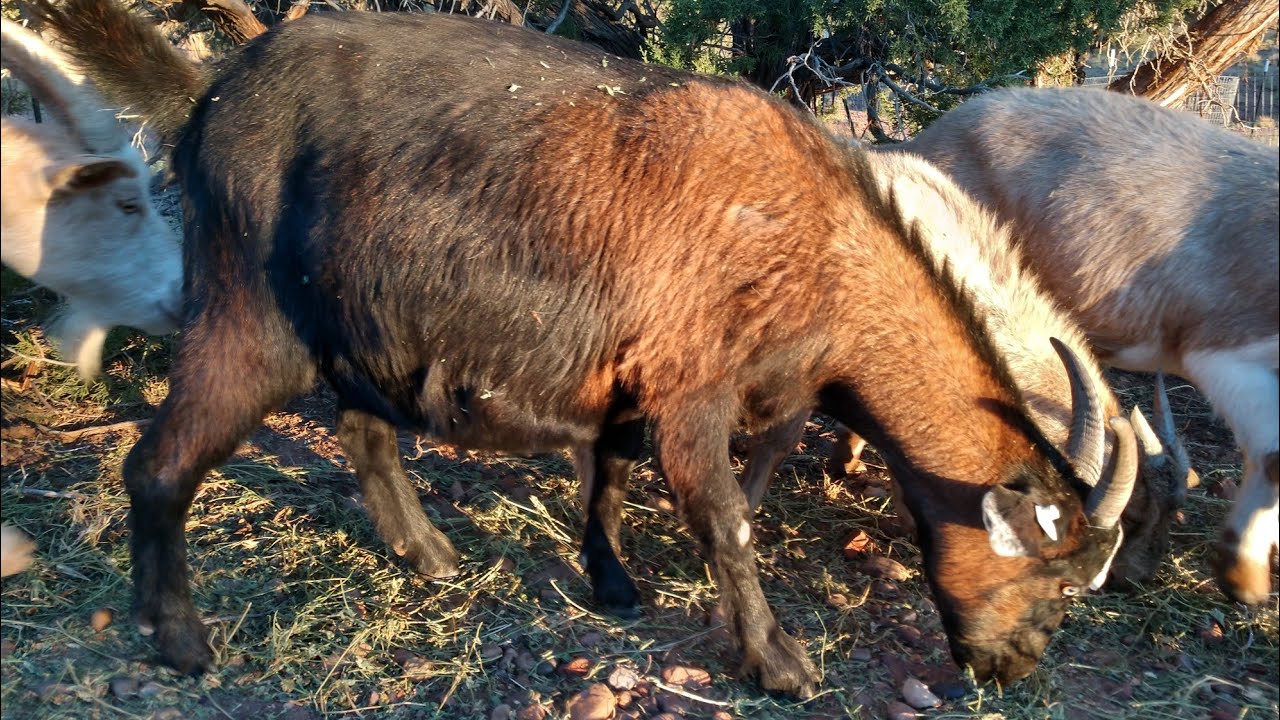 Is My Goat Pregnant? Signs to Look For!