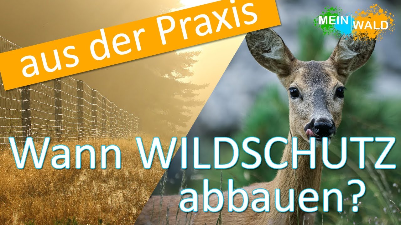 Wildschutz - Wann Zäune und Einzelschutz abbauen? 🐾🌿  Tipps aus der Praxis