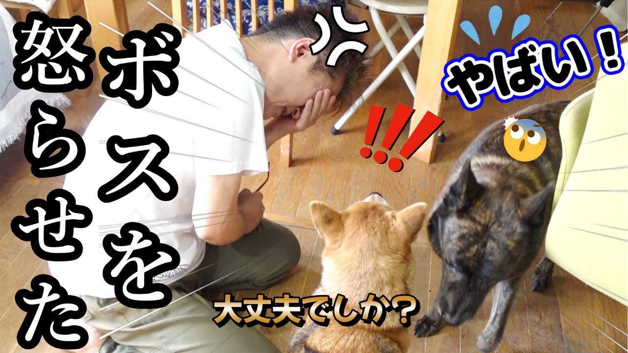 こんな反応初めて見た！ボスを怒らせた甲斐犬がいじけモードに！そんなパパを柴犬が心配する姿にちょっと感動！！　#甲斐犬 #柴犬　#dog