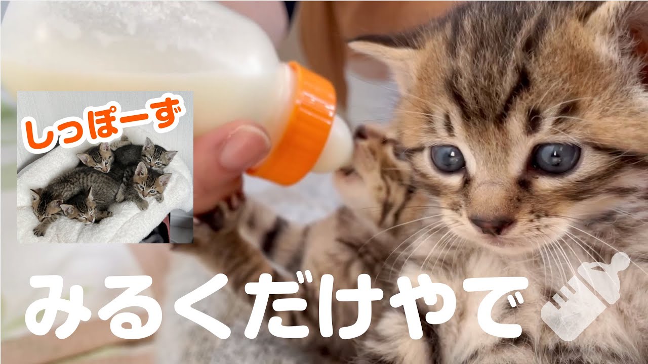 〈保護０～１６日間〉子猫たちの哺乳瓶ミルクだけ集めました。〈9期生しっぽーずのダイジェスト的な動画〉★〈保護猫〉～Kitten growth record～