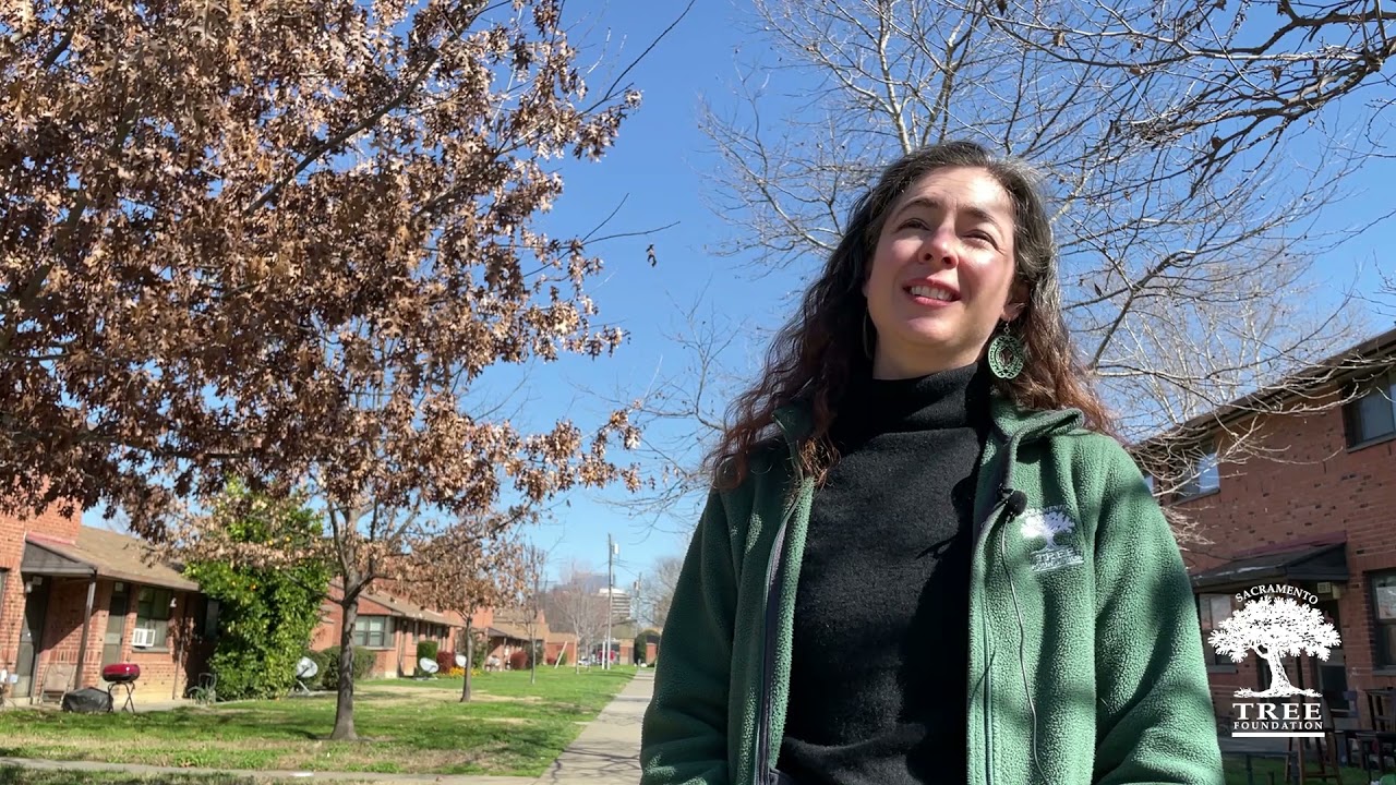 Trees bring cooling shade, cleaner air, and beauty to a neighborhood