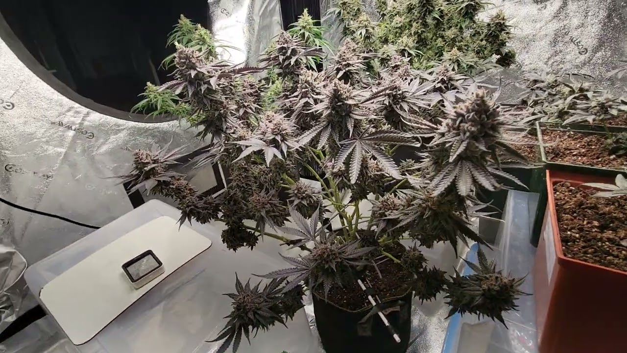 How to turn your weed plants purple!