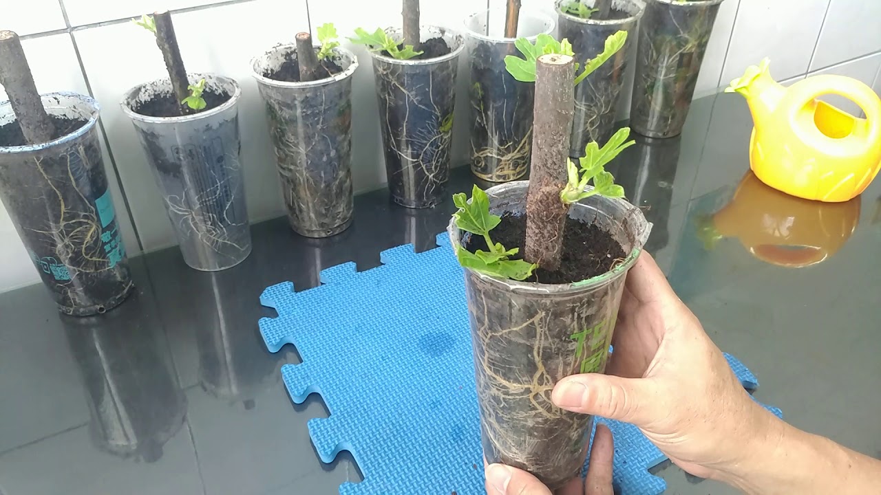 根系飽滿 芽葉健壯的「無花果扦插苗」紀錄(3)