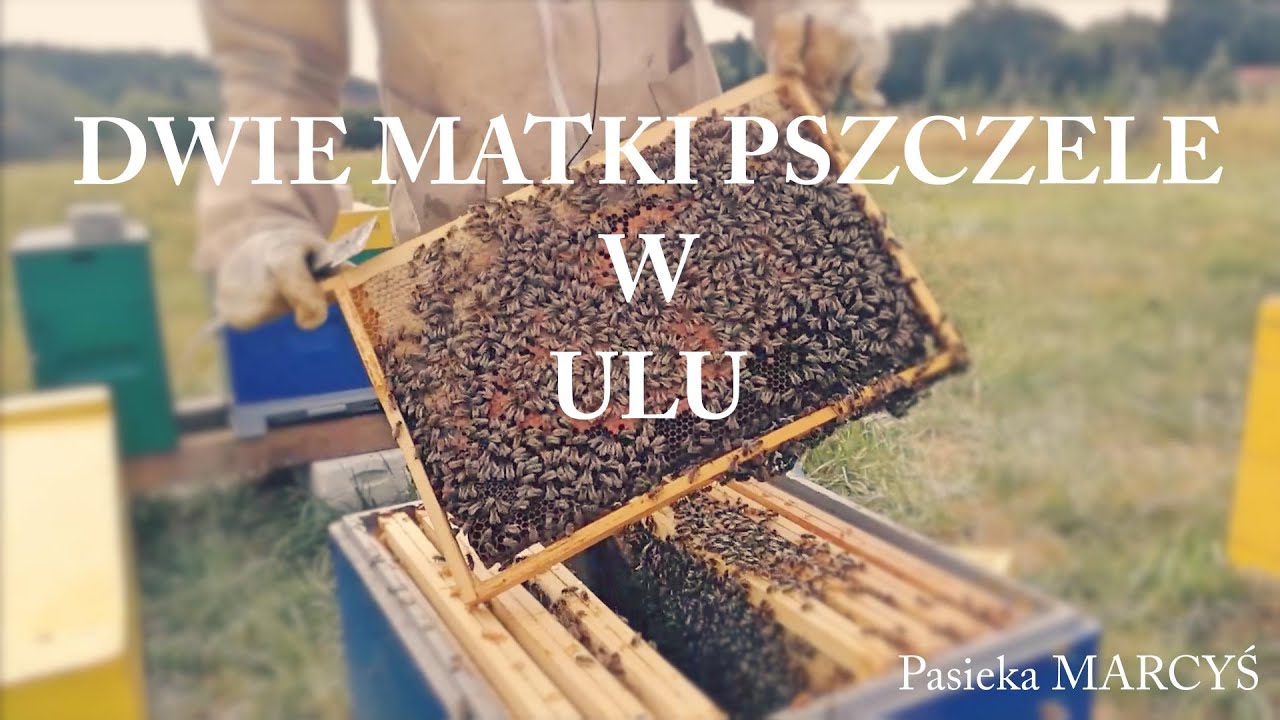 Warto zobaczyć to ciekawe zjawisko. Cicha wymiana matki pszczelej