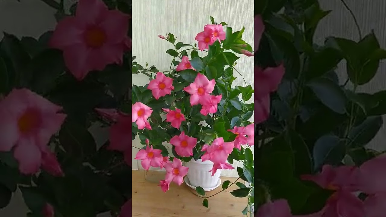Дипладения (мандевилла)