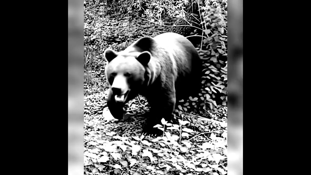 Dark Visions - Lone Lemur #doommetal #video #music #stonermetal #superfuzz #heavymetal #clip #demo