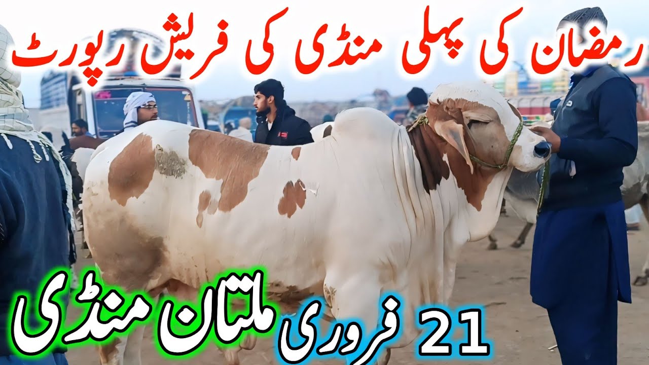 Today Multan Cow Mandi Fresh Latest Update | Cholistani Sahiwal Bachre & Cows | Cow Mandi 2025